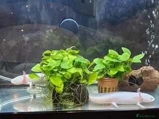 Axolotl reptiles Two Axolotl need a new home - Advert 4