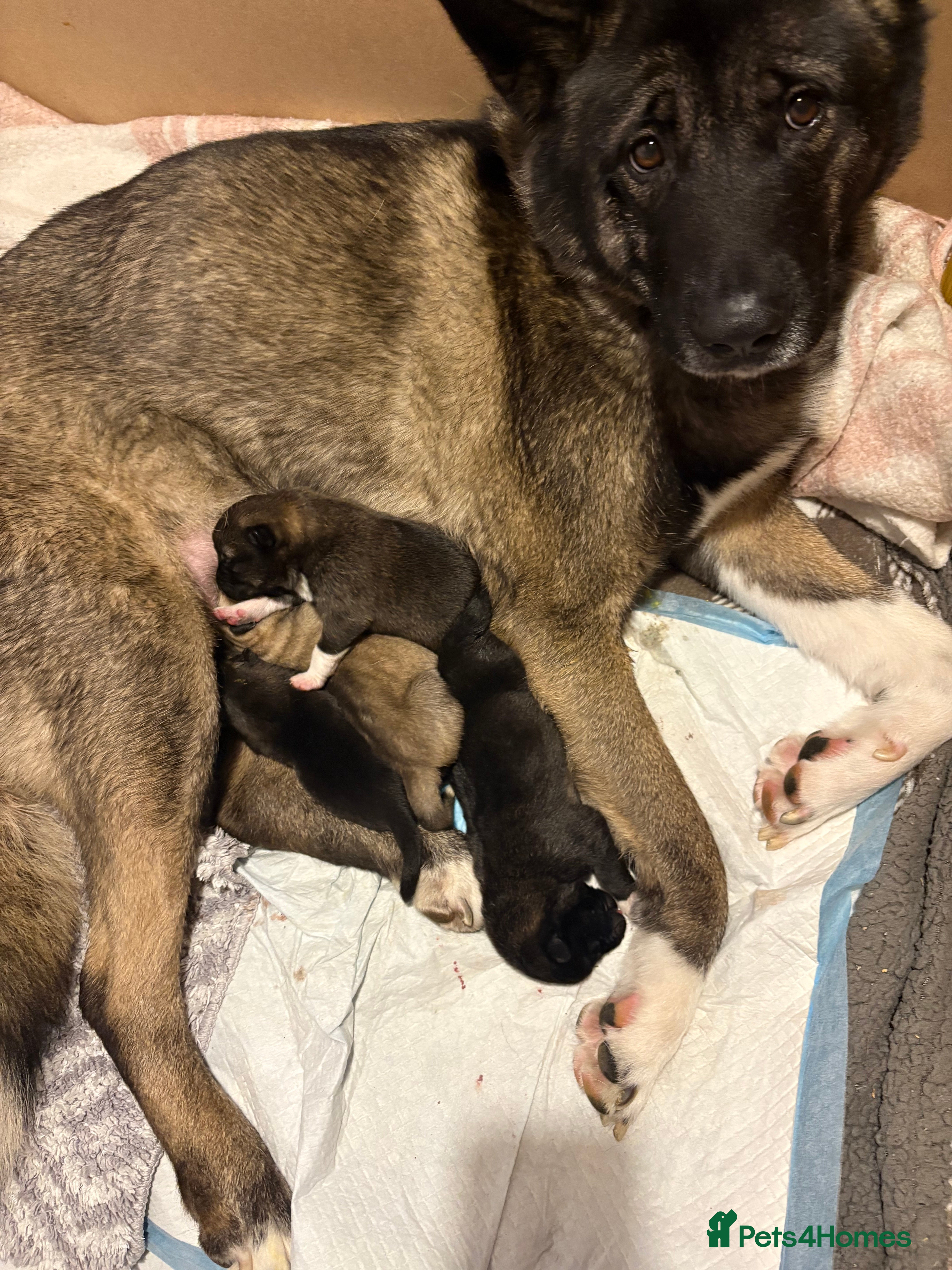 Akita dogs American Akita puppies - Advert 8