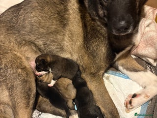 Akita dogs American Akita puppies - Advert 16