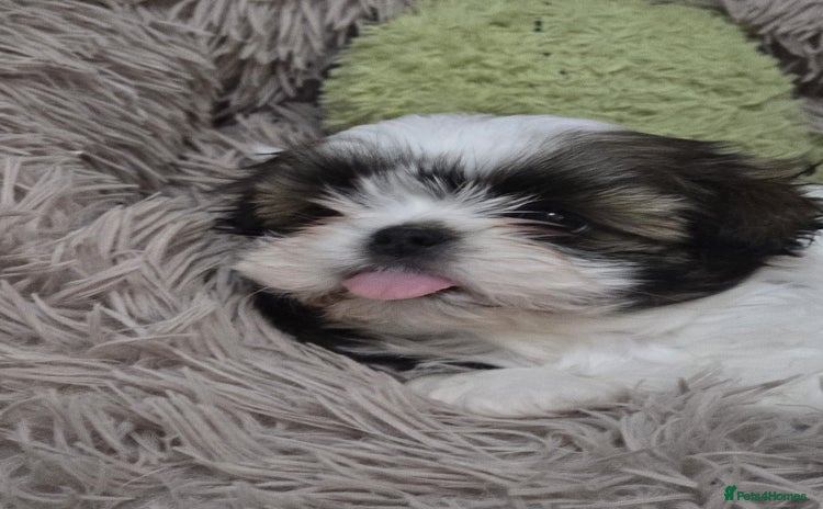 Shih Tzu dogs - Advert 14