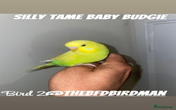 Budgerigars birds for sale: 100% Silly Tame Baby Budgies - Image 7