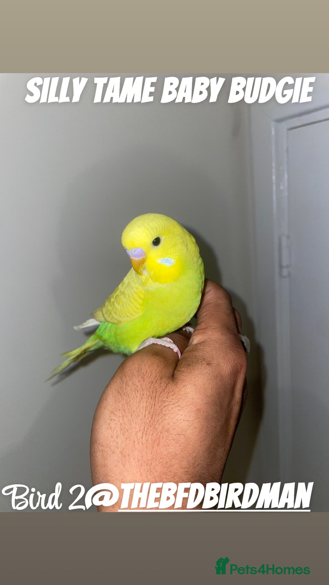Budgerigars birds for sale: 100% Silly Tame Baby Budgies - Image 7