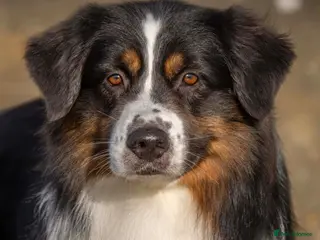 Australian Shepherd dogs RKC Australian Shepherd For Stud - Advert 1