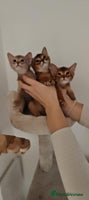 Abyssinian cats - Advert 6