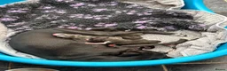 Italian Greyhound dogs for sale: Italian Greyhound puppies ready to leave  - Advert 2