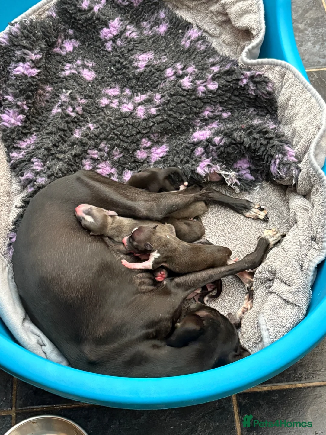 Italian Greyhound dogs for sale: Italian Greyhound puppies ready to leave  - Advert 2
