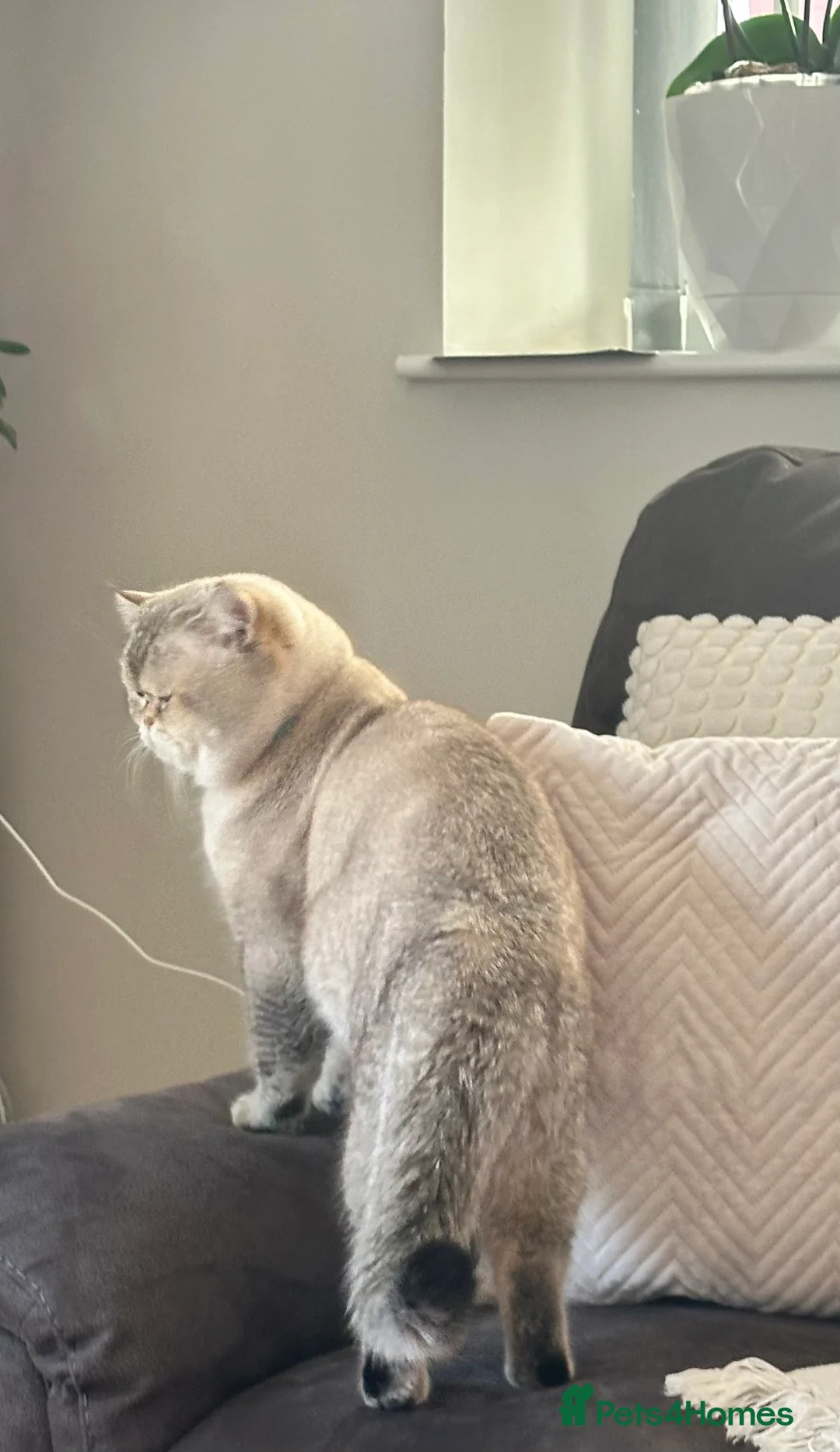 Scottish Fold cats for stud: Lovely Scottish fold( straight )boy ❤️ - Advert 5