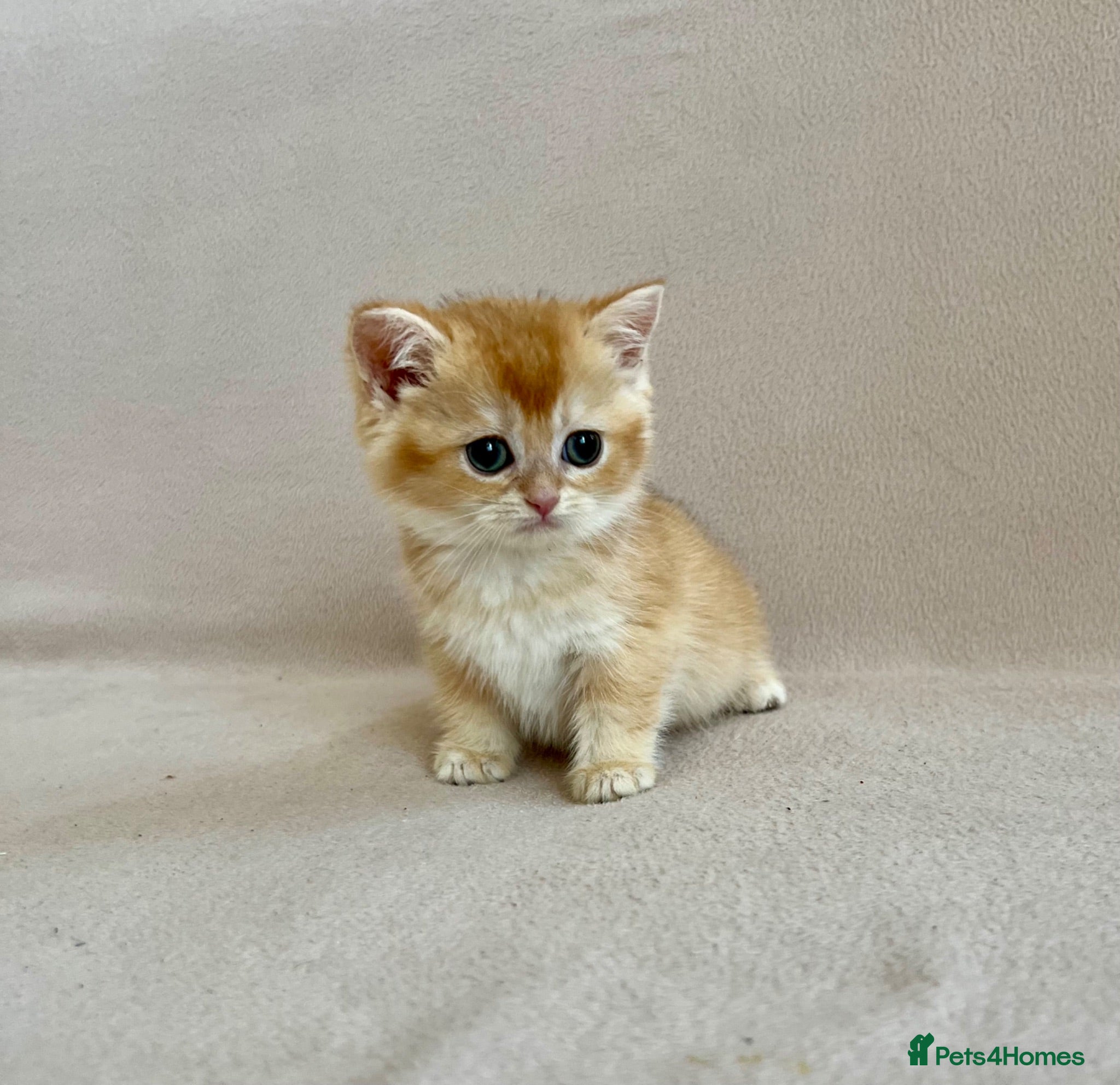 British Shorthair cats 🐾 Purebred Golden BSH kittens 🐾  - Advert 11