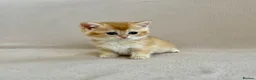 British Shorthair cats for sale: 🐾 Purebred Golden BSH kittens 🐾  in Leeds - Advert 28