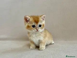 British Shorthair cats 🐾 Purebred Golden BSH kittens 🐾 - Advert 3