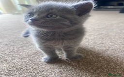 British Shorthair cats for sale: British short hair  - Image 5