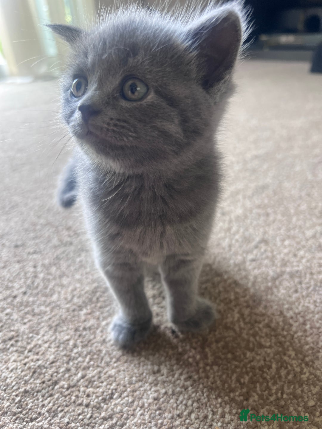 British Shorthair cats for sale: British short hair  - Image 5