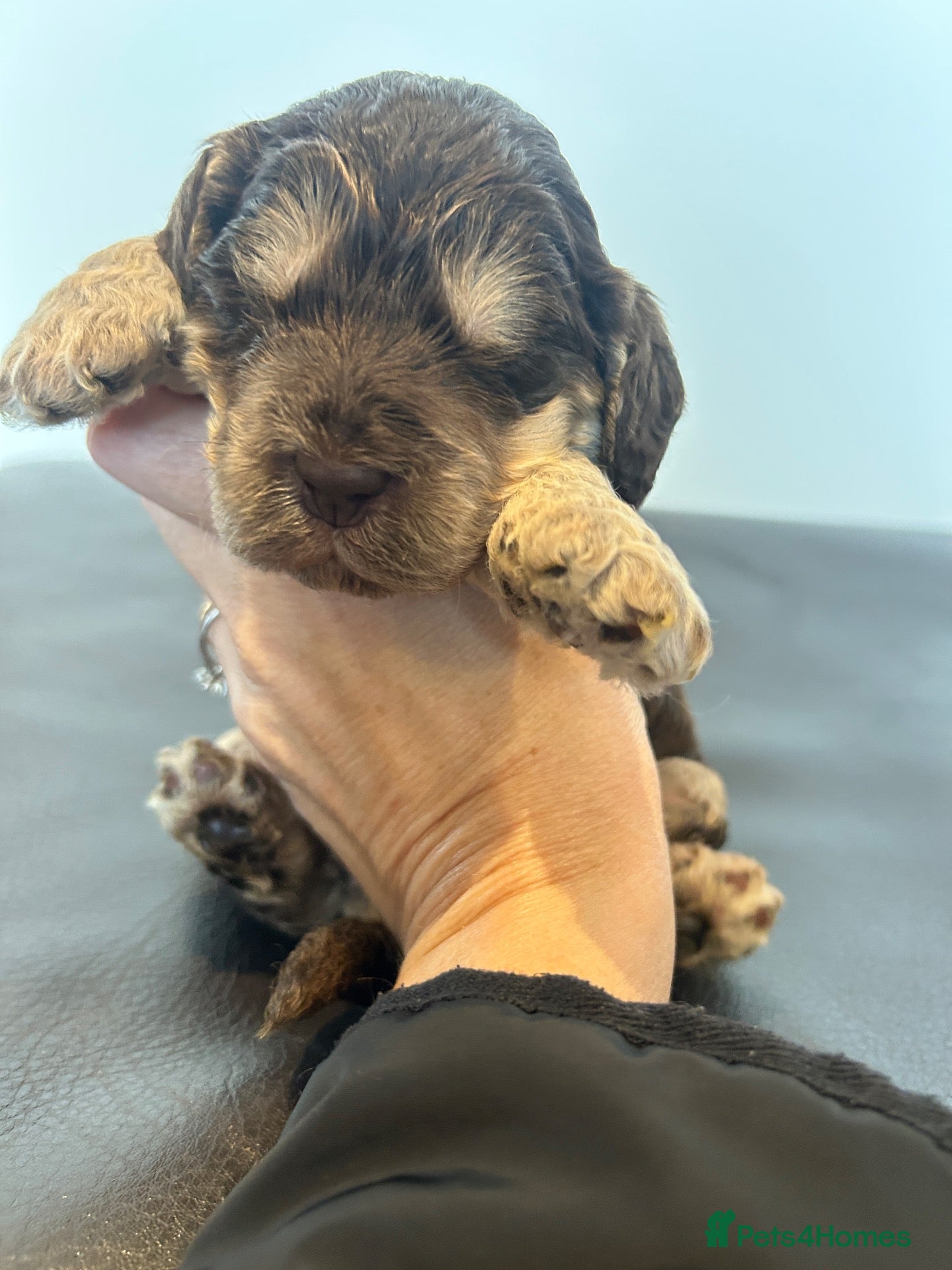 Cockapoo dogs New Litter Show Type Cockapoo Puppies  - Advert 10