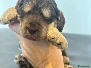 Cockapoo dogs New Litter Show Type Cockapoo Puppies - Advert 5