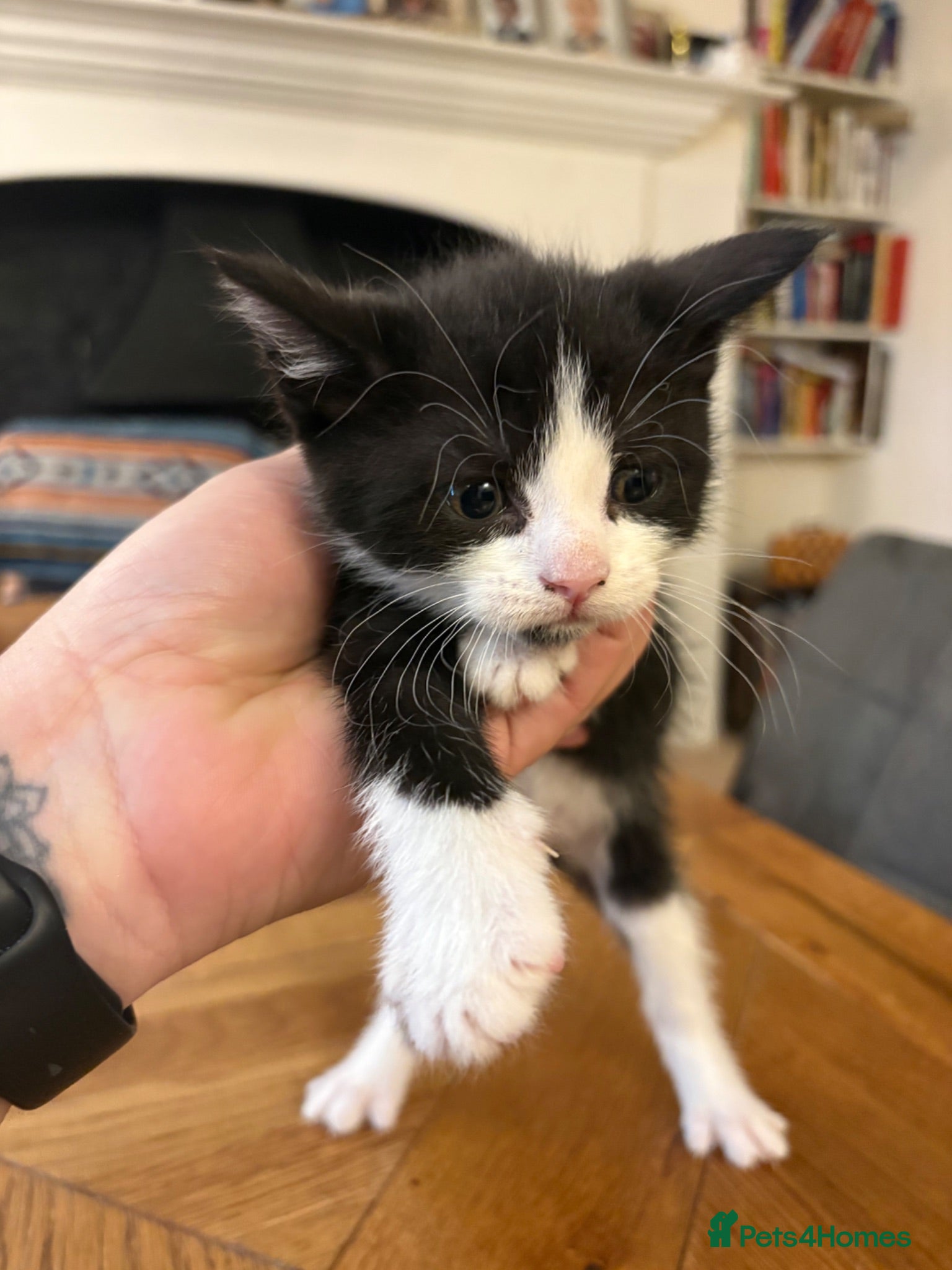 Mixed Breed cats **2 remaining** Beautiful Fluffy Kittens  - Advert 1