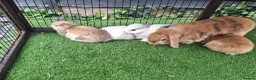 Mini Lop rabbits for sale: Beautiful Mini lops ❤️ - Advert 10