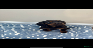 Cocker Spaniel dogs - Advert 1