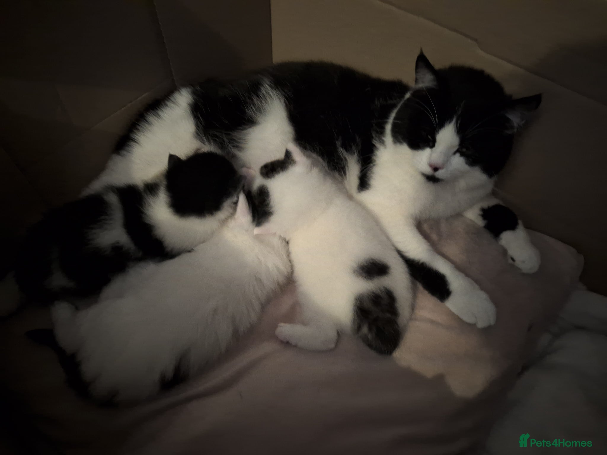 British Longhair cats Mixed breed READ DESCRIPTION  - Advert 2