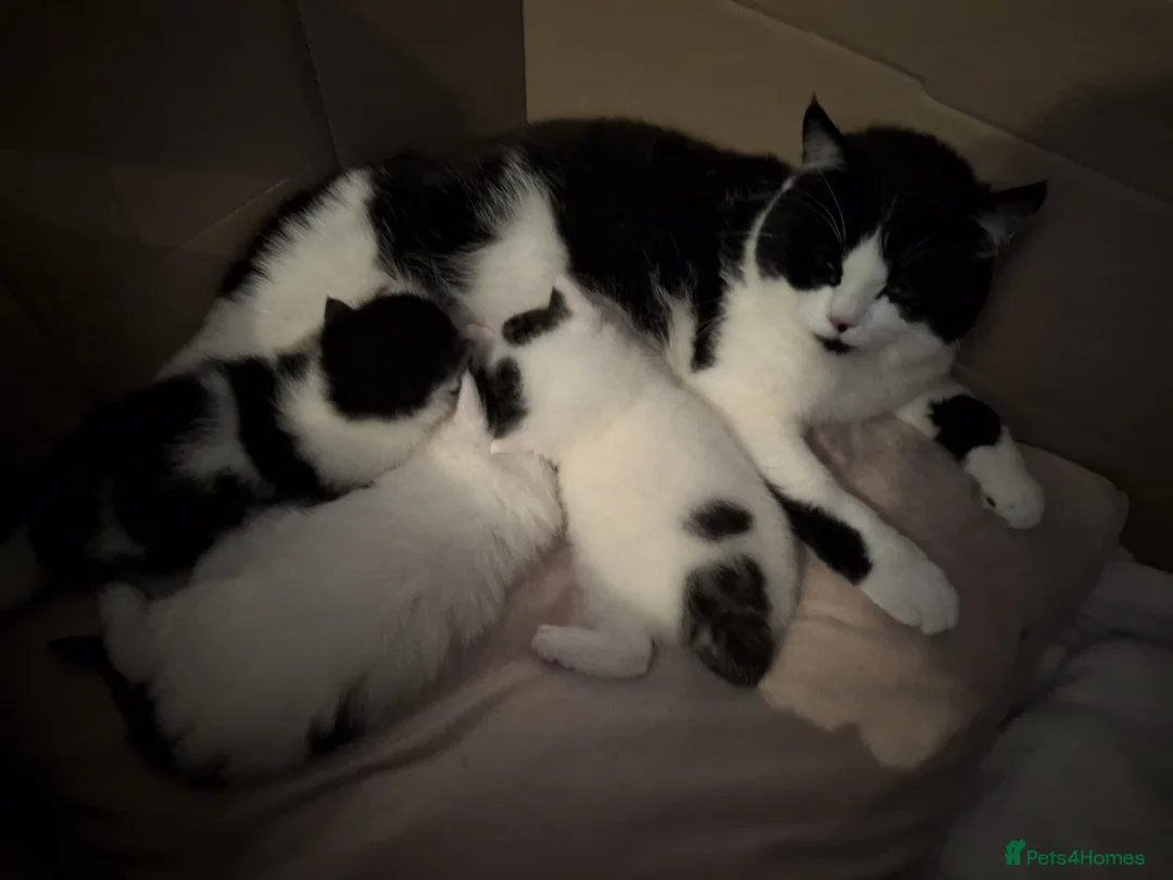 British Longhair cats for sale: Mixed breed READ DESCRIPTION  in Chessington - Advert 1