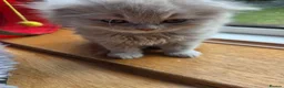 British Shorthair cats for sale: Kittens lilac and blue boys, shorthair, longhair  - Advert 16