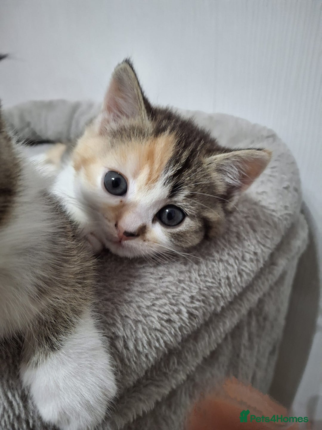 Scottish Fold cats for sale: Scottish fold - Advert 3