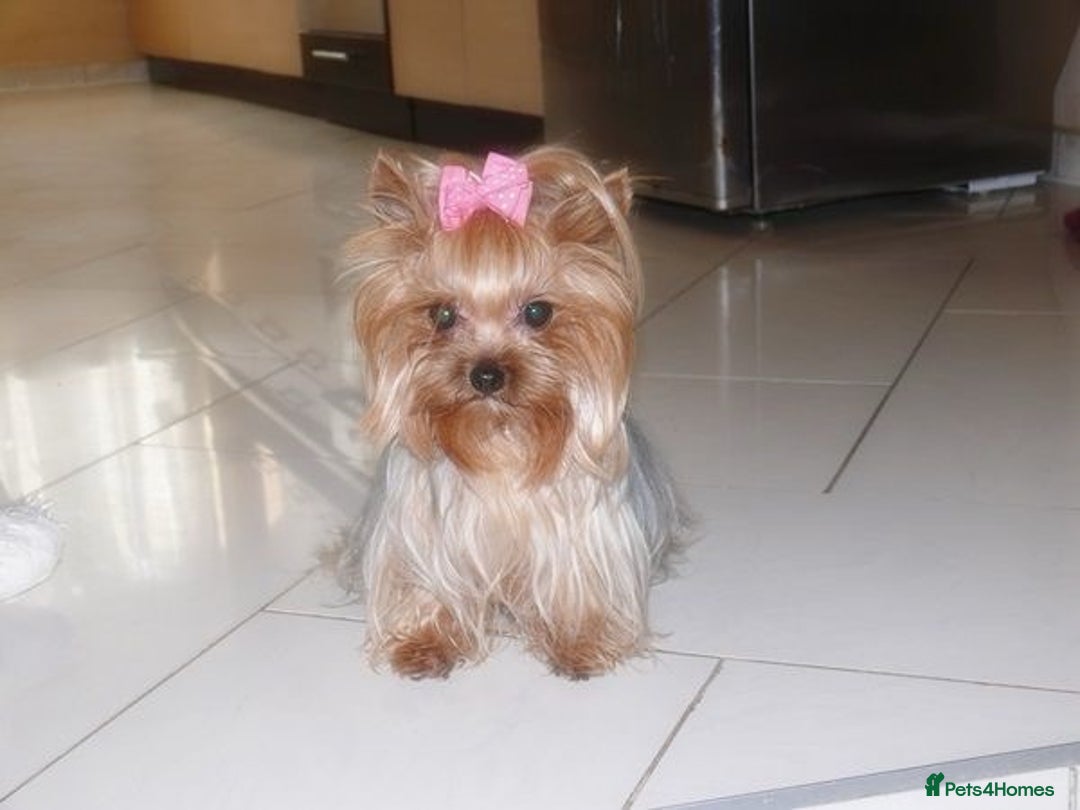 Yorkshire Terrier dogs for sale: Tiny Miniature Yorkshire Terrier puppies  - Image 4