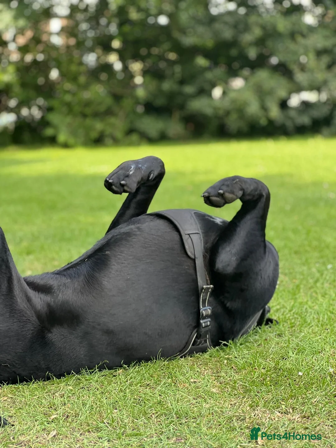 Cane Corso dogs for stud: Pablo - Cane Corso Stud  in Littlehampton - Advert 4