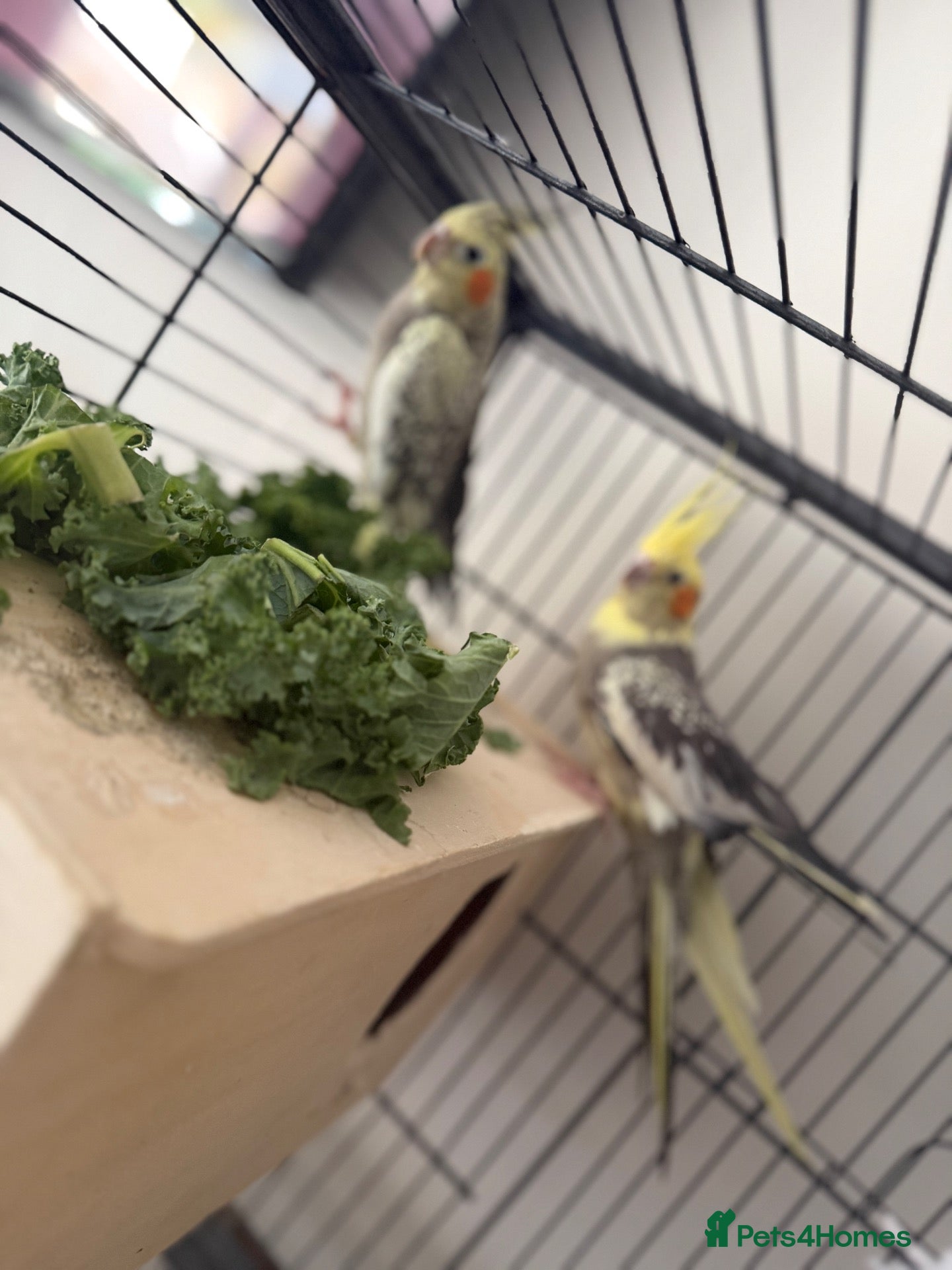 Guinea Pig rodents Cockatiels  - Advert 1