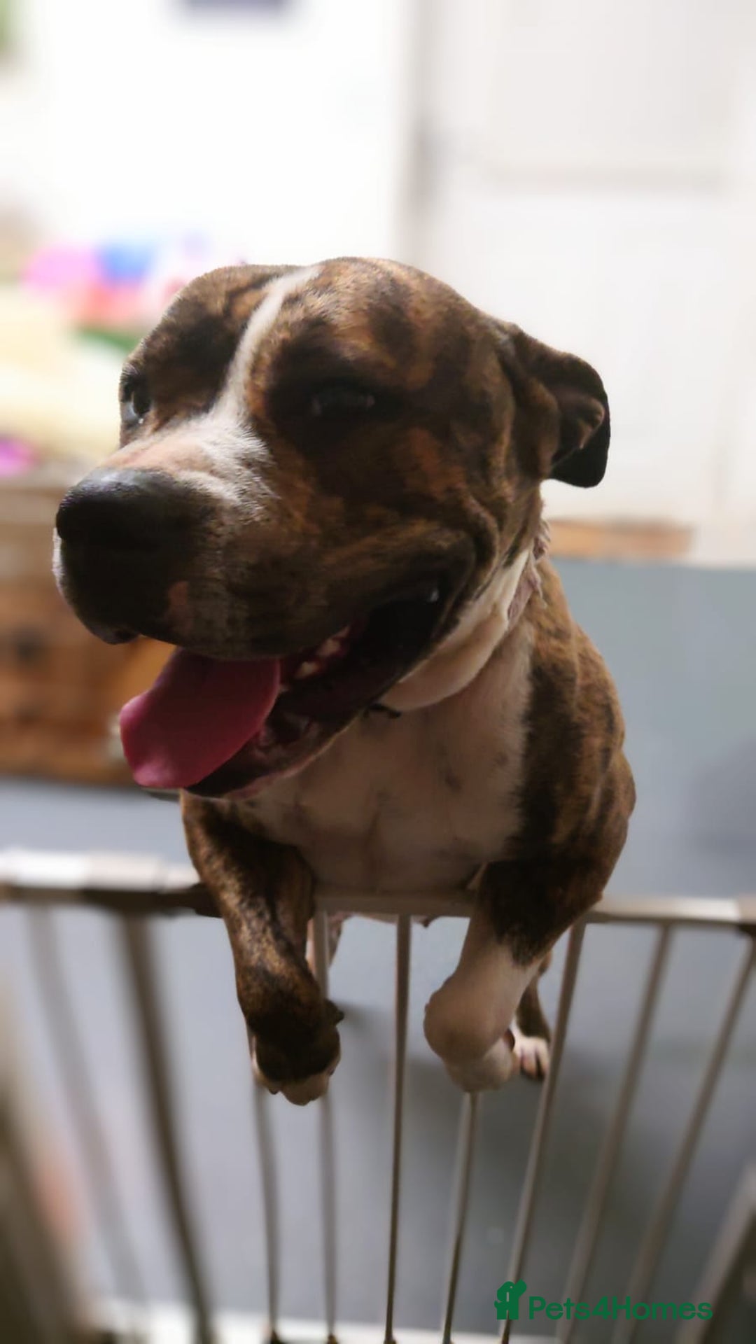 American Bulldog dogs for sale: Female American Bulldog  - Image 2