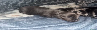 Dachshund Puppy 2