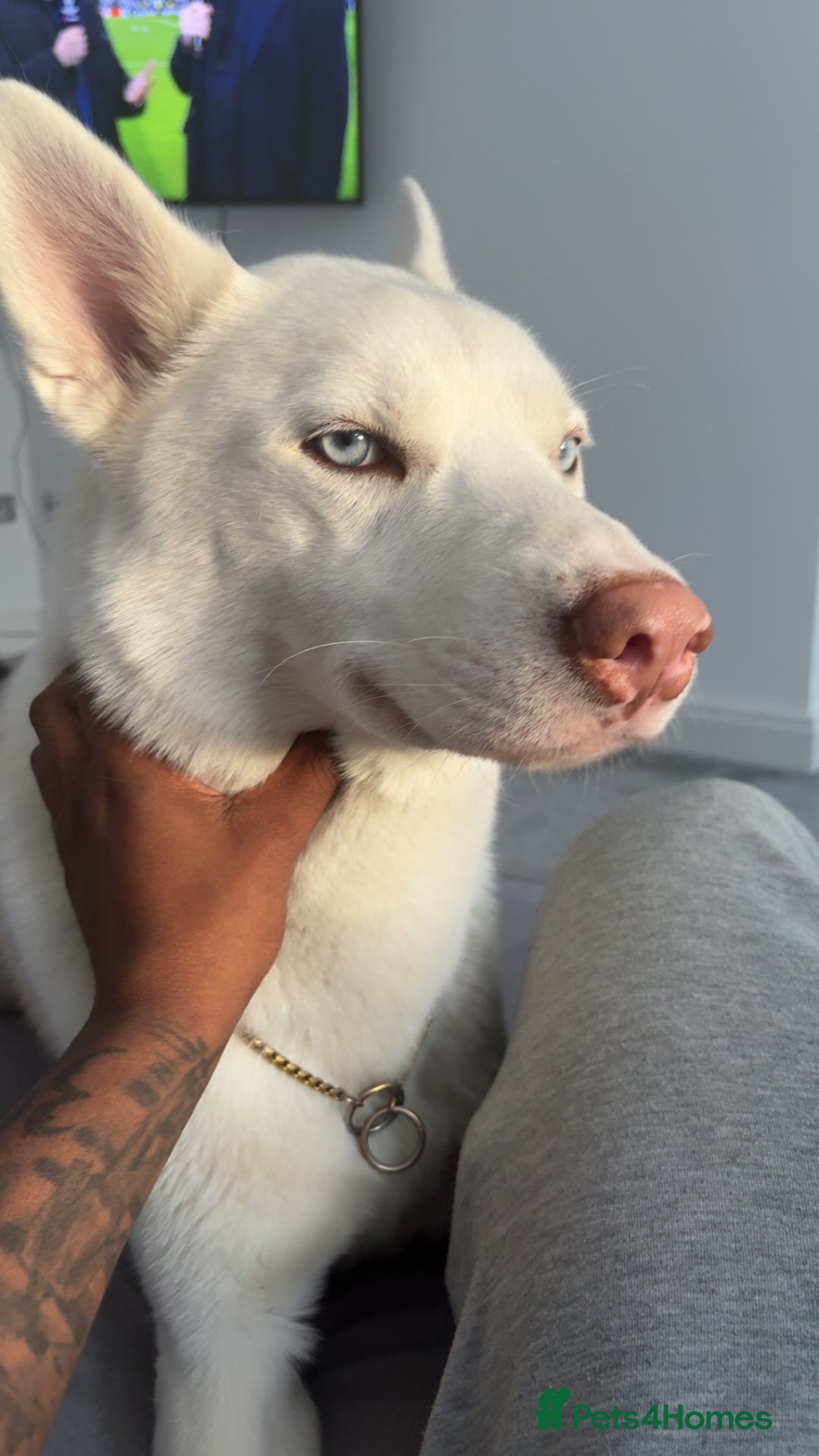 Siberian Husky dogs for sale: Rocco - Advert 2