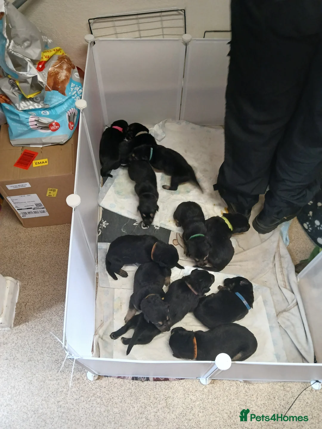 German Shepherd dogs for sale: German shepards  - Advert 4