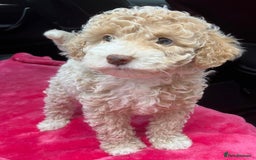 Cockapoo dogs for sale: Stunning cockerpoo puppies - Image 4