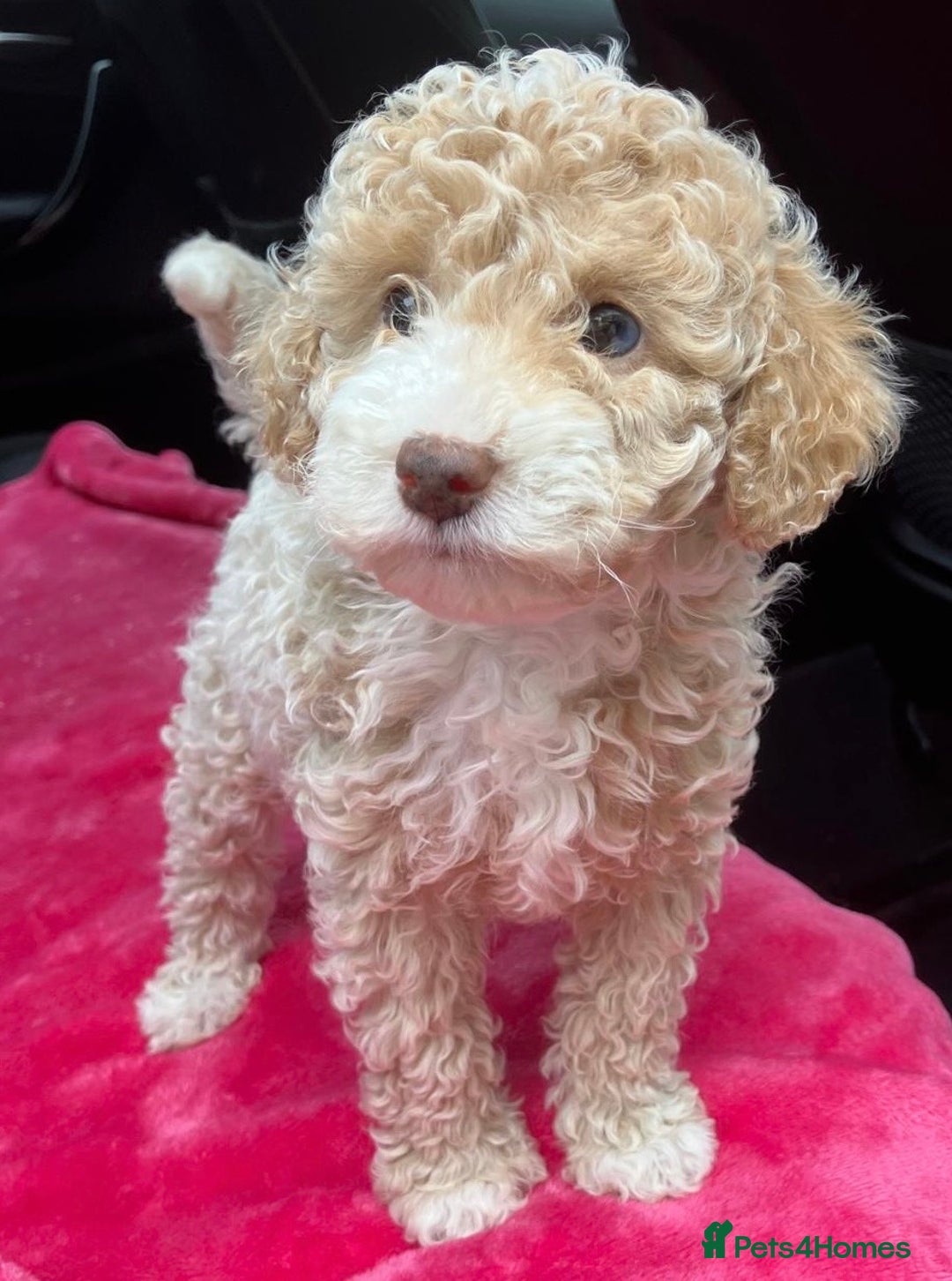 Cockapoo dogs for sale: Stunning cockerpoo puppies - Image 4