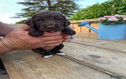 Mixed Breed dogs for sale: Gorgeous litter of 8 x F1 Sprocker Spaniels - Image 29