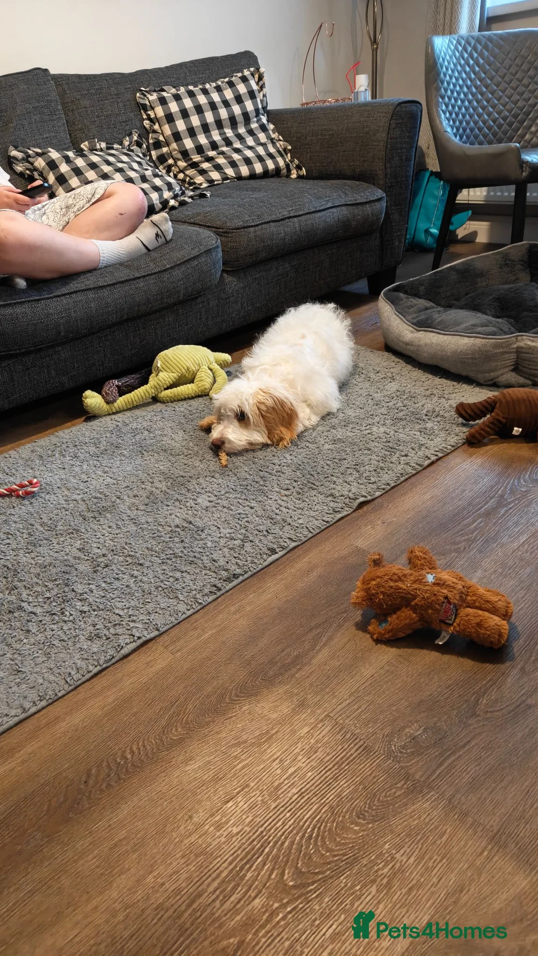 Cockapoo dogs for sale: 7 month puppy for re-home  - Advert 4