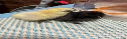 Mixed Breed poultry for sale: Polish/silkie chicks - Advert 2
