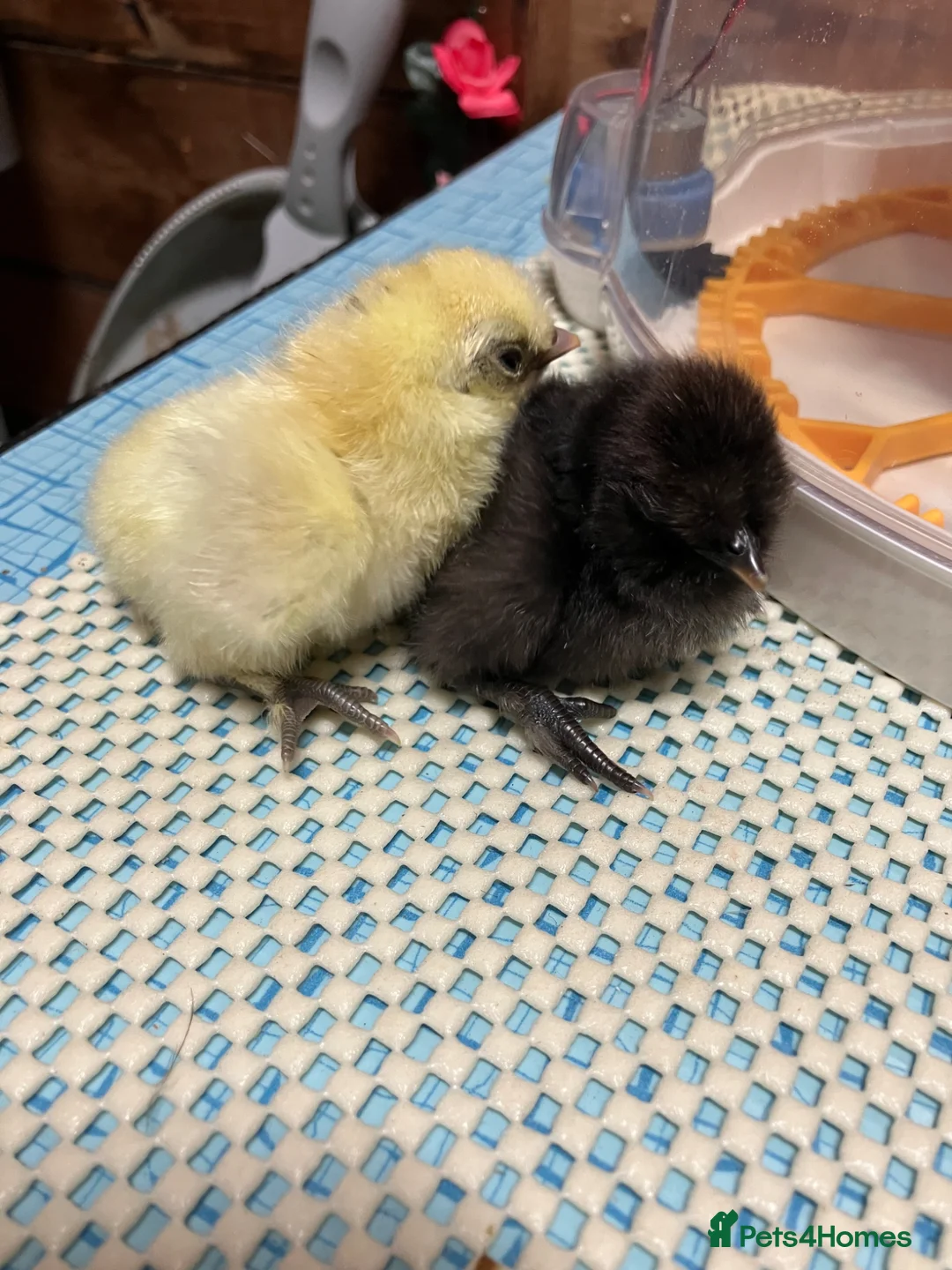 Mixed Breed poultry for sale: Polish/silkie chicks - Advert 2