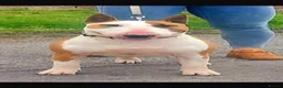 English Bull Terrier dogs for sale: KC Registered English Bull Terrier Female  - Advert 13