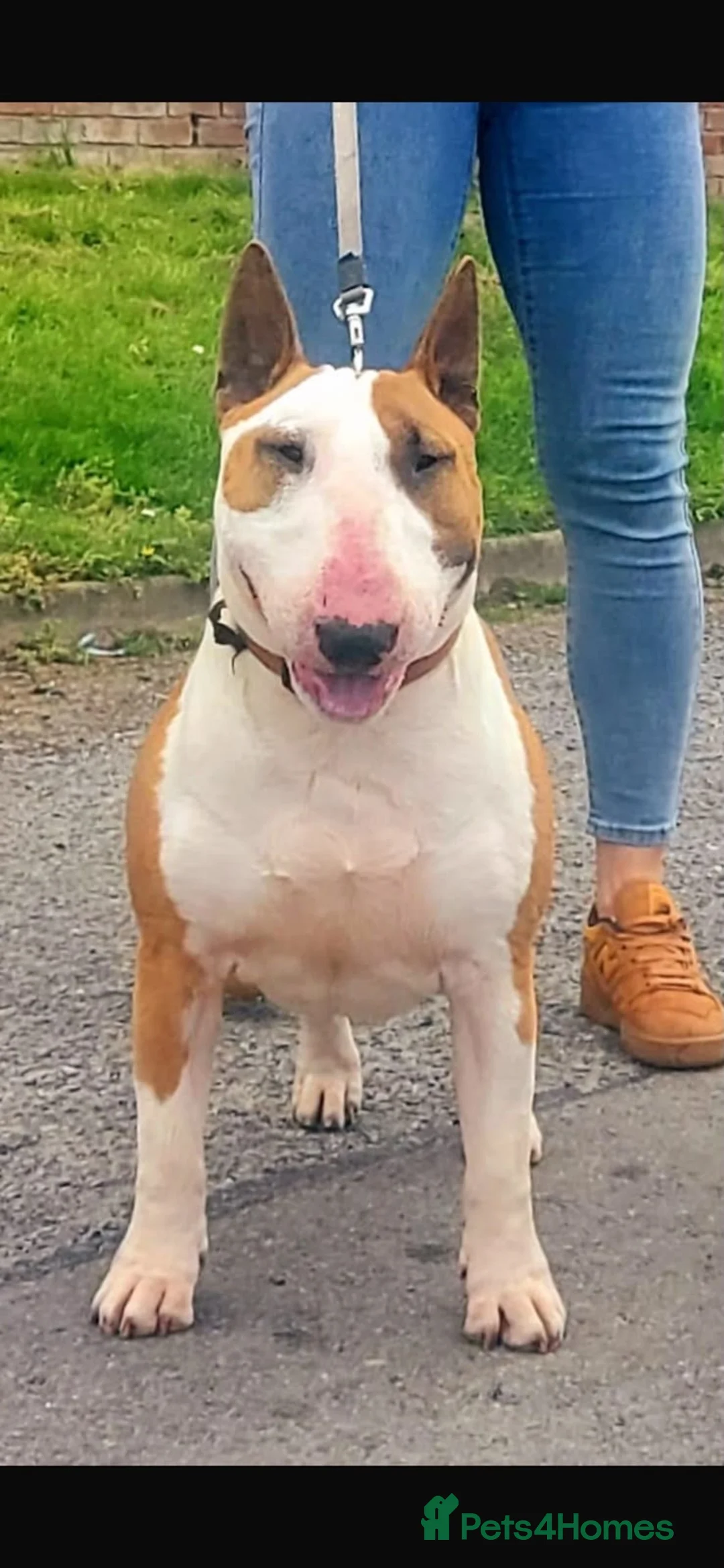 English Bull Terrier dogs for sale: KC Registered English Bull Terrier Female  - Advert 13