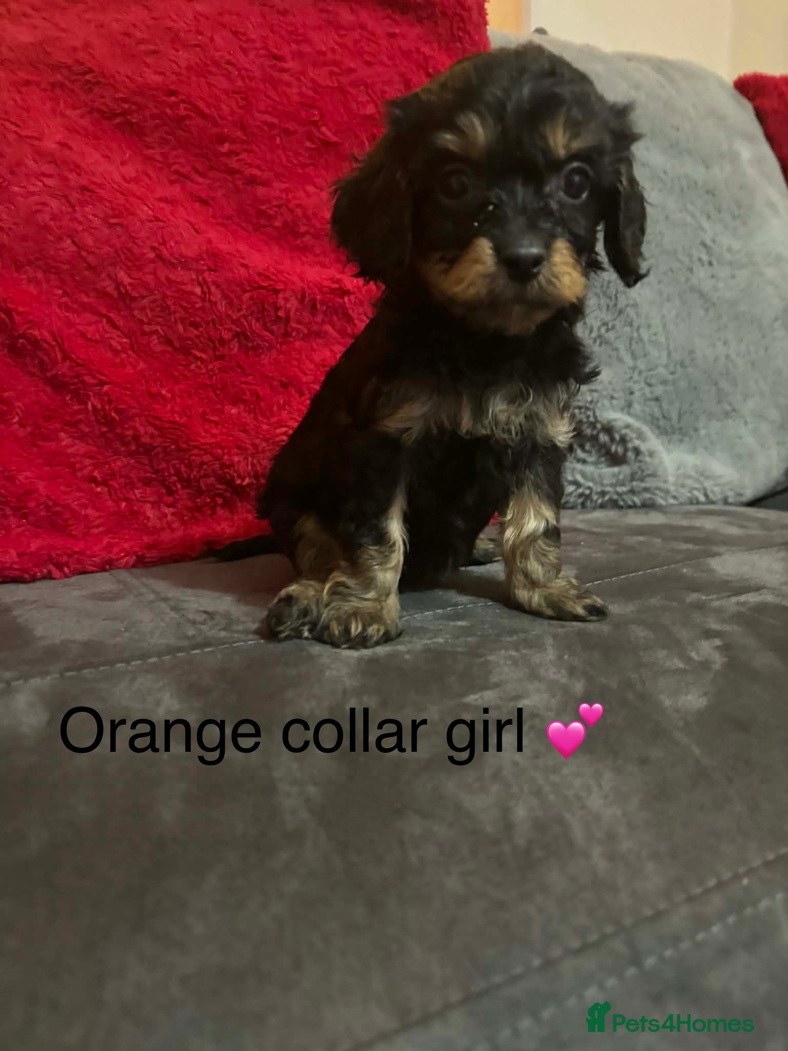 Cavapoo dogs Cavapoos ready 23rd December 🥰🥰 - Advert 8