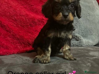 Cavapoo dogs Cavapoos ready 23rd December 🥰🥰 - Advert 1