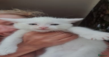 Turkish Angora cats - Advert 4