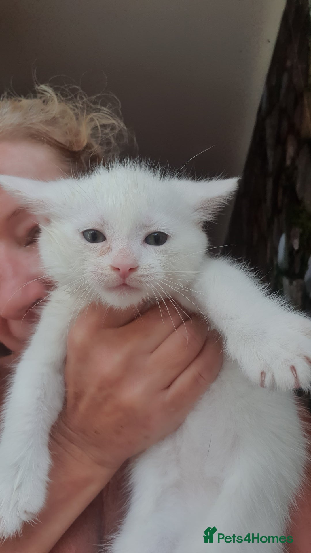 Turkish Angora cats for sale: Short angora with  bengal Toby mum - Image 3