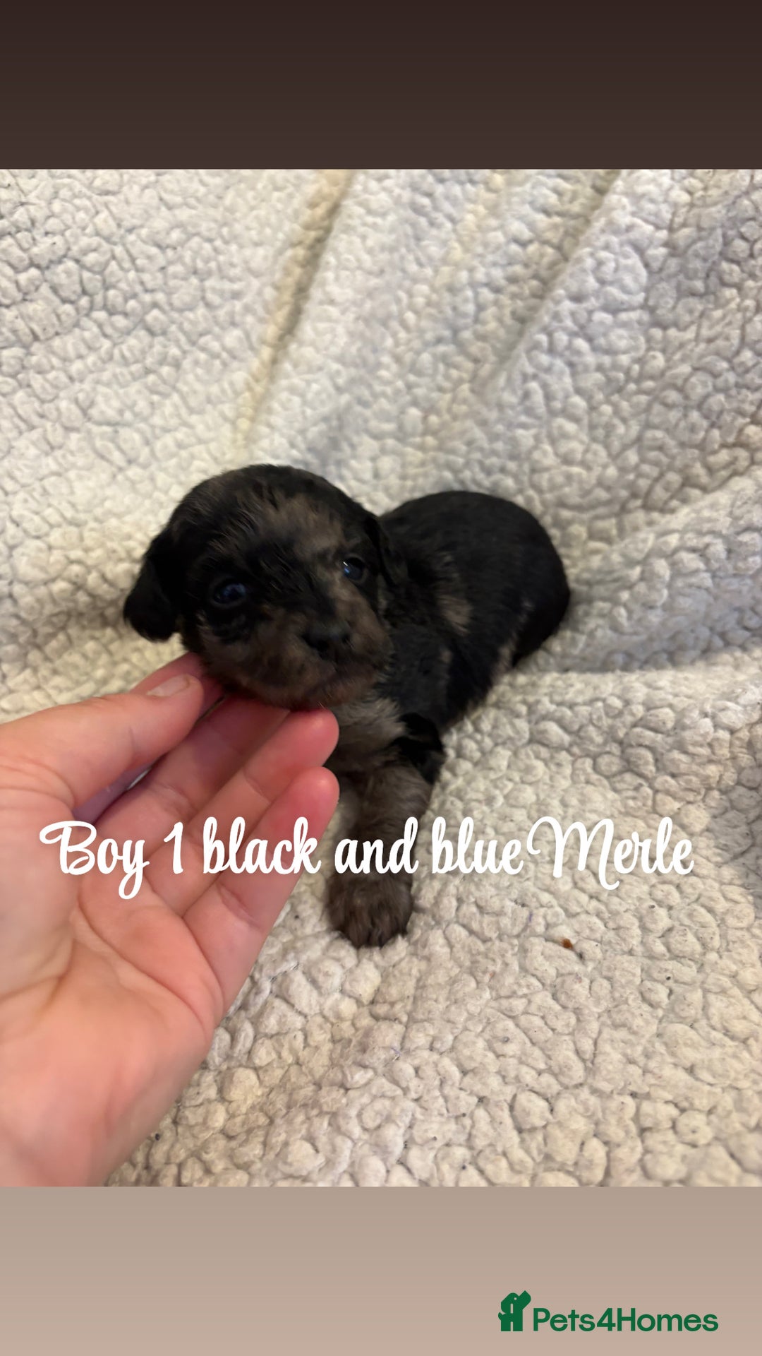 Jackapoo dogs for sale: Beautiful jackapoo’s  - Image 4