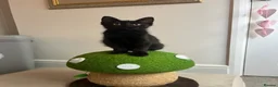 Mixed Breed cats for sale: Maine Coon × Ragdoll Kittens – Ready Now 🐾 - Advert 7
