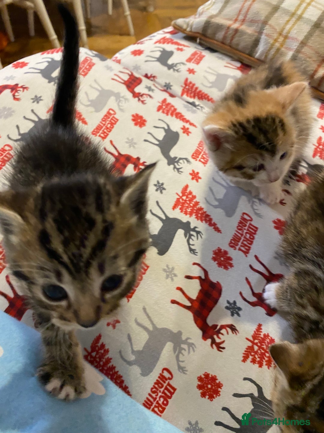 Mixed Breed cats for sale: Male tabby and Calico female  - Advert 19