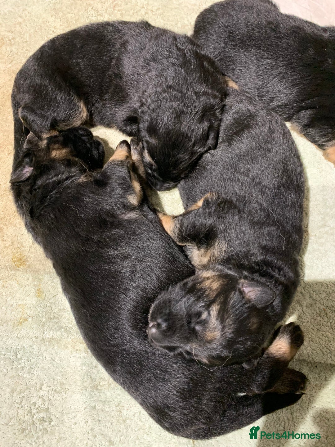 German Shepherd dogs for sale: Gorgeous German shepherd puppies - Image 5