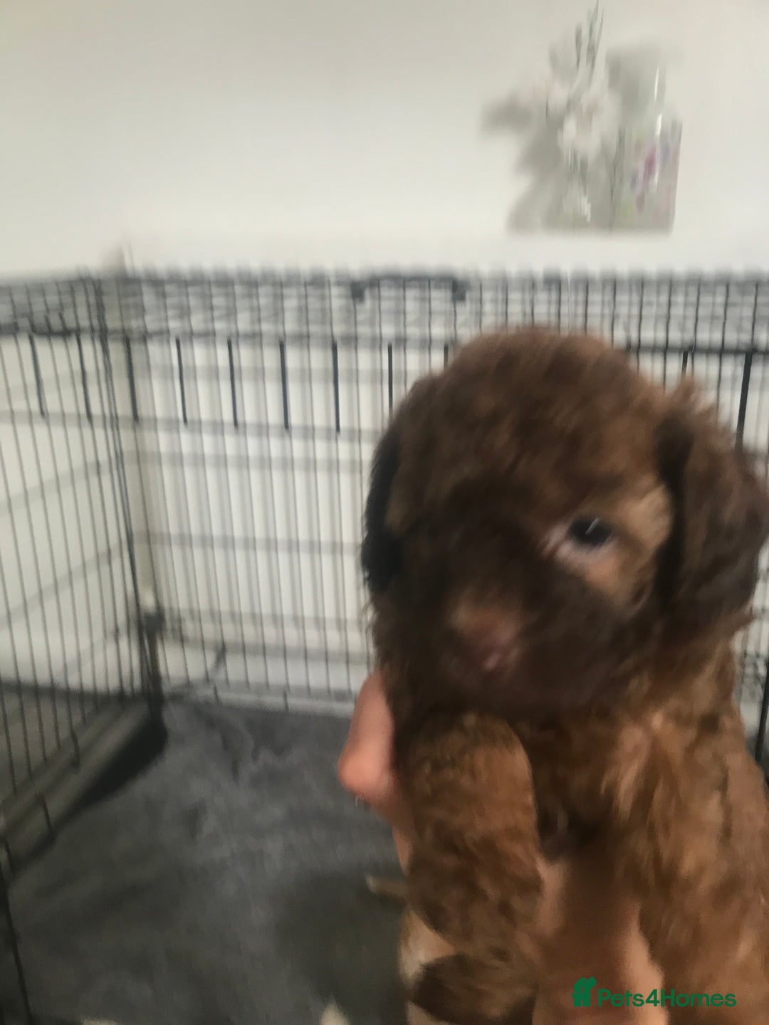 Mixed Breed dogs for sale: Mini poodle mix pups ready for forever homes - Image 10