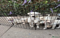 Mixed Breed dogs for sale: Beautiful Puppies looking for their forever home♥️ - Image 24